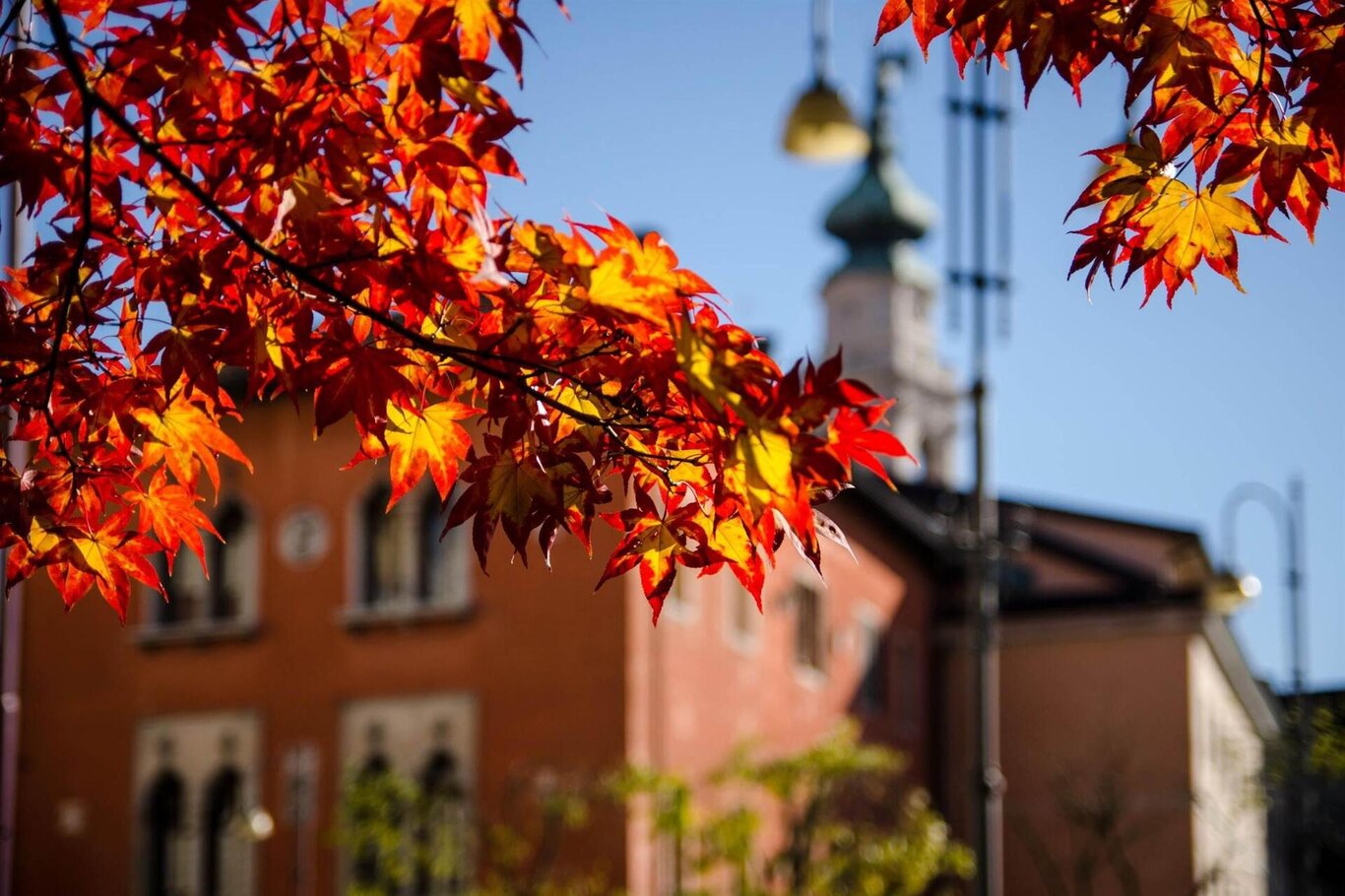 Tracce di Foliage