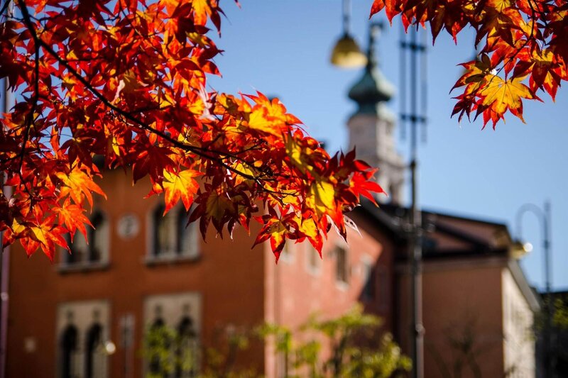 Tracce di Foliage