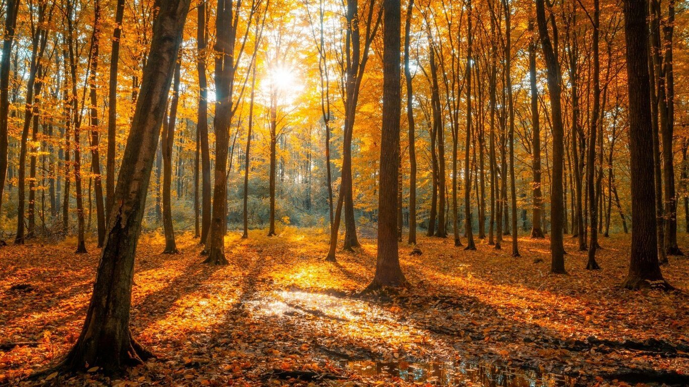 La foresta racconta