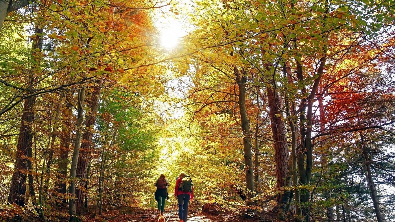 La voce dei boschi d'autunno