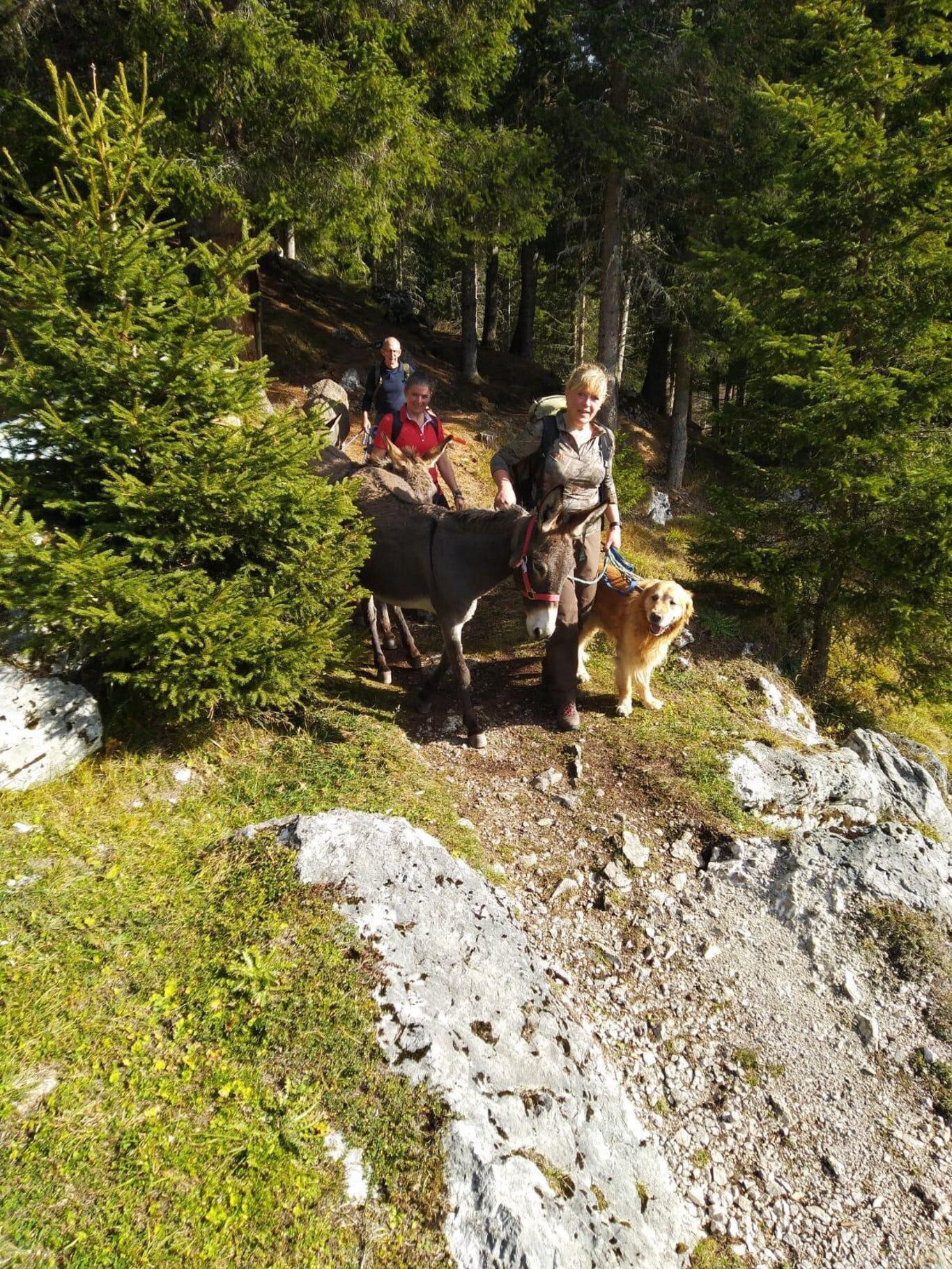 Trekking con gli asini