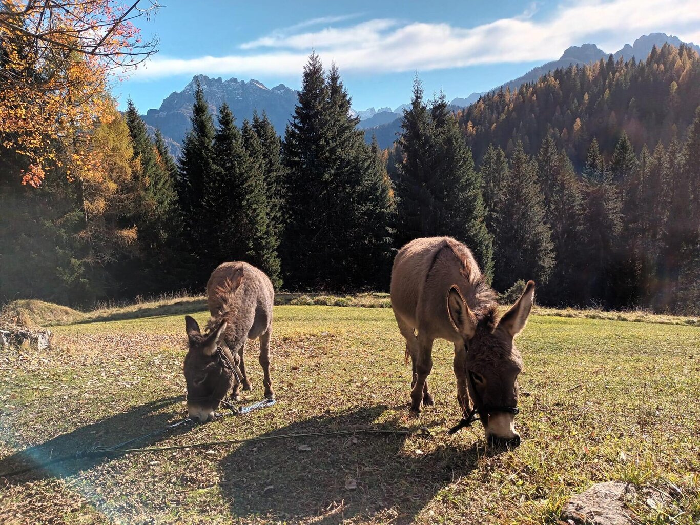 Trekking con gli asini