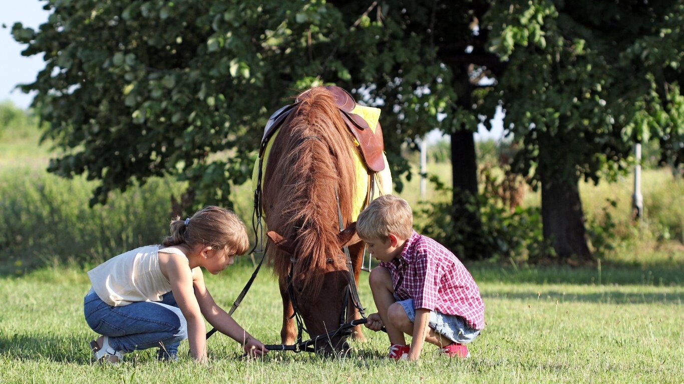 Wild horse