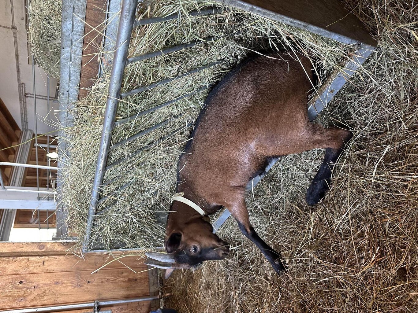 Alla scoperta della capra!