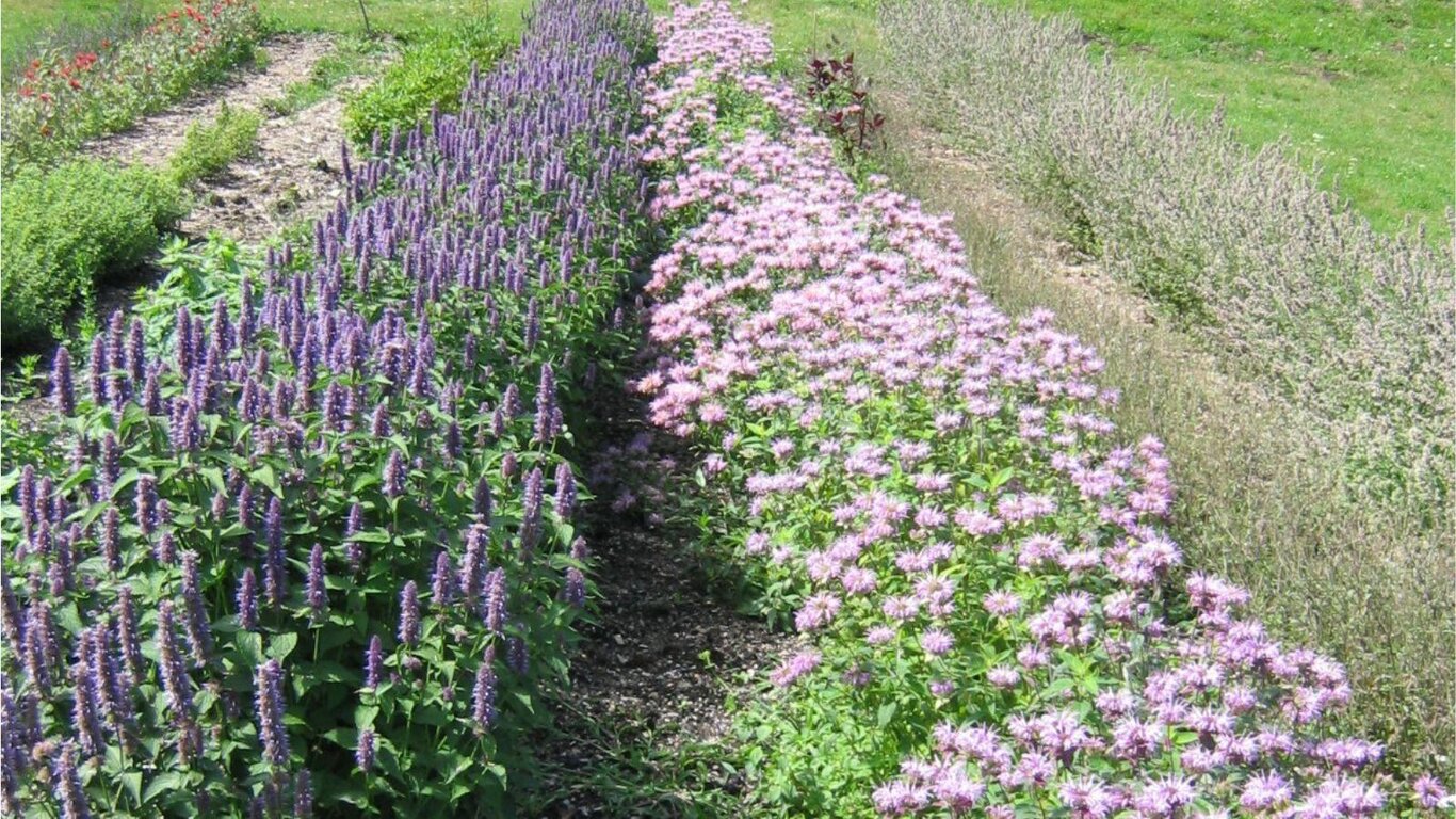 Alla scoperta delle erbe officinali e aromatiche