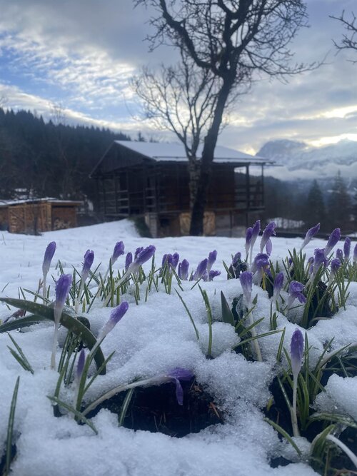 APP. ALPEN GARTEN