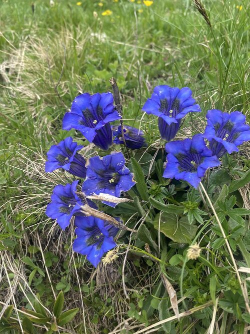 APP. ALPEN GARTEN