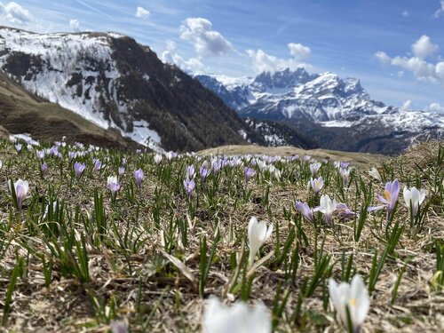 APP. ALPEN GARTEN