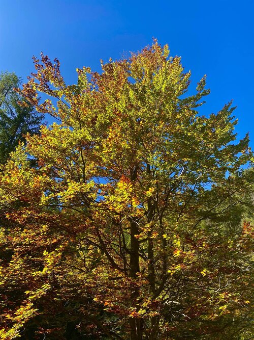 APP. ALPEN GARTEN