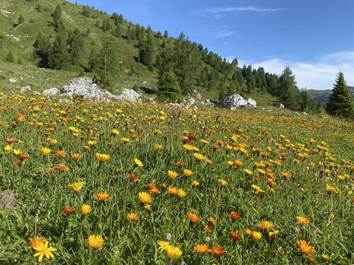APP. ALPEN GARTEN