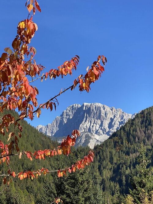 APP. ALPEN GARTEN