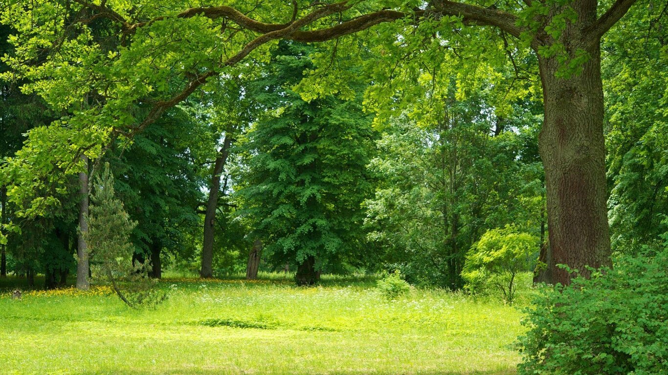 Area verde