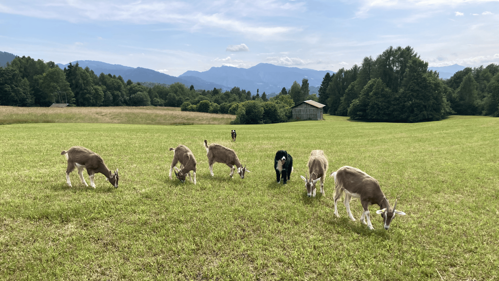 prati con caprette 2