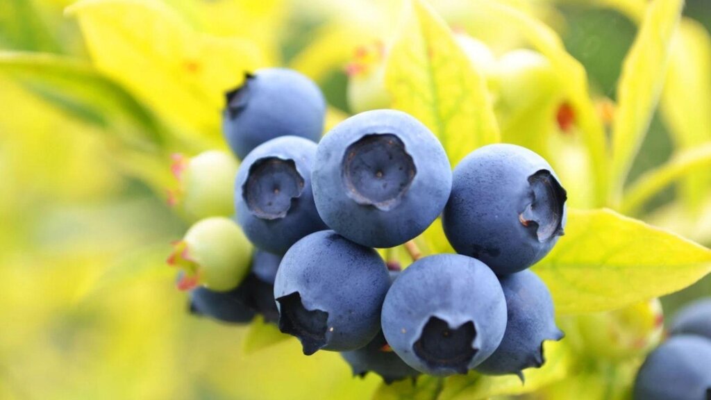 Frutta biologica