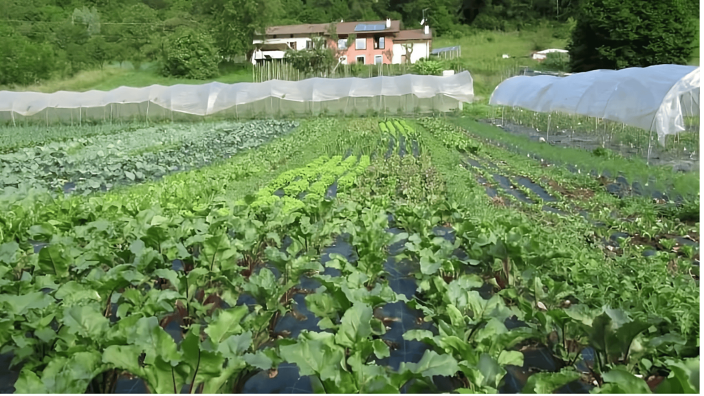 Azienda agricola e campi