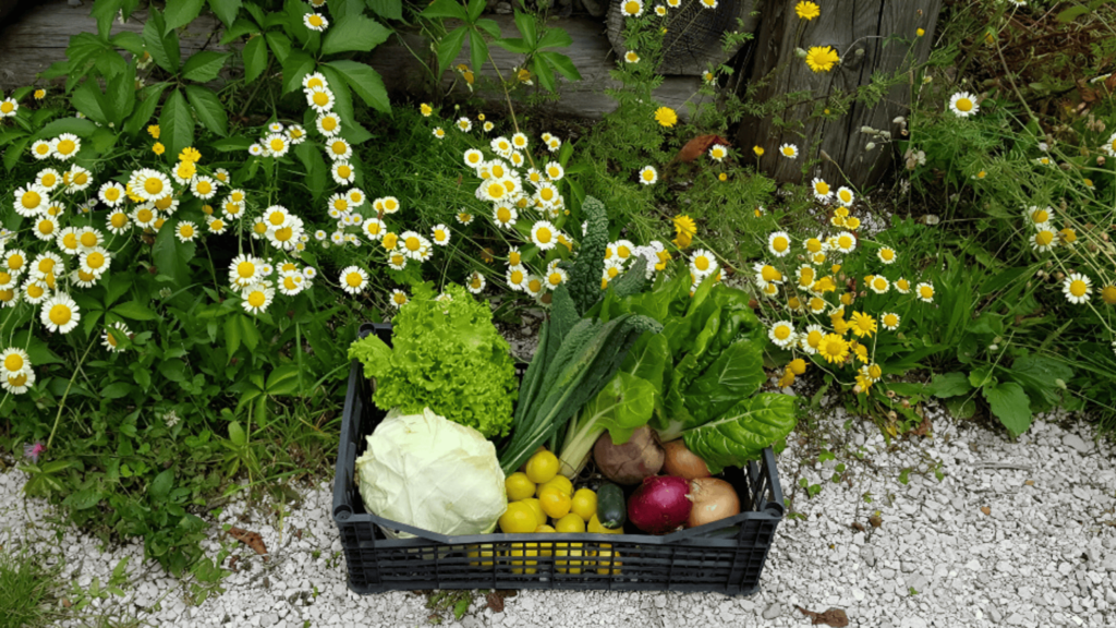 Cestino di verdure