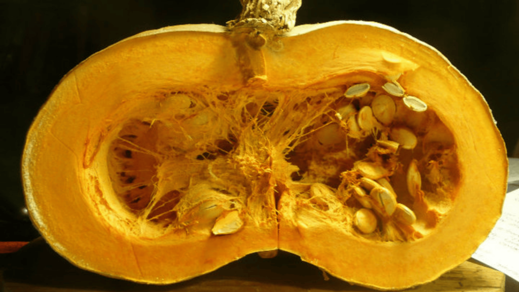 Zucca aperta