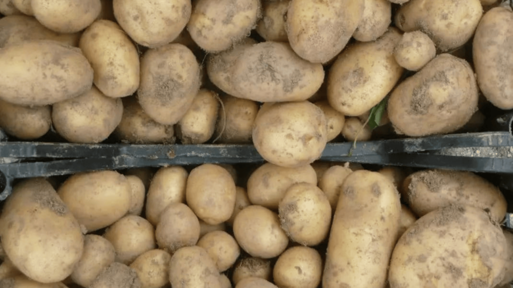 Patate