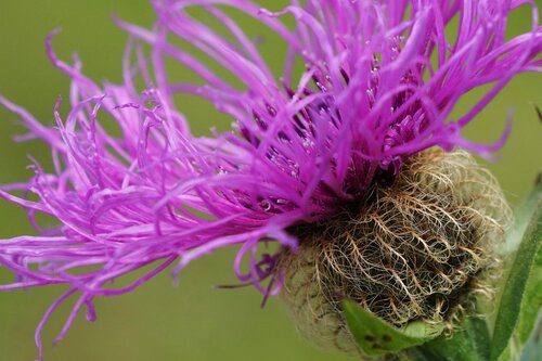Dolomiten Blume