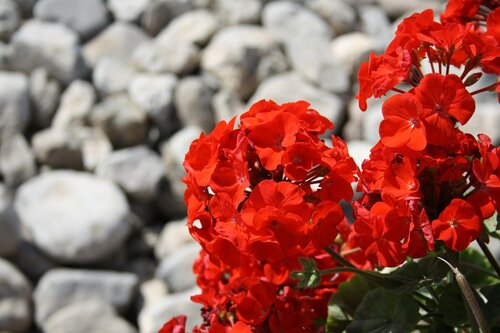 Blumen