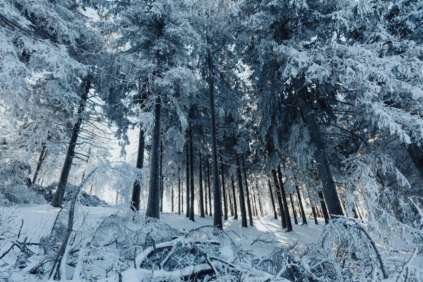 Ciaspolata da Valgrande al Rifugio Lunelli