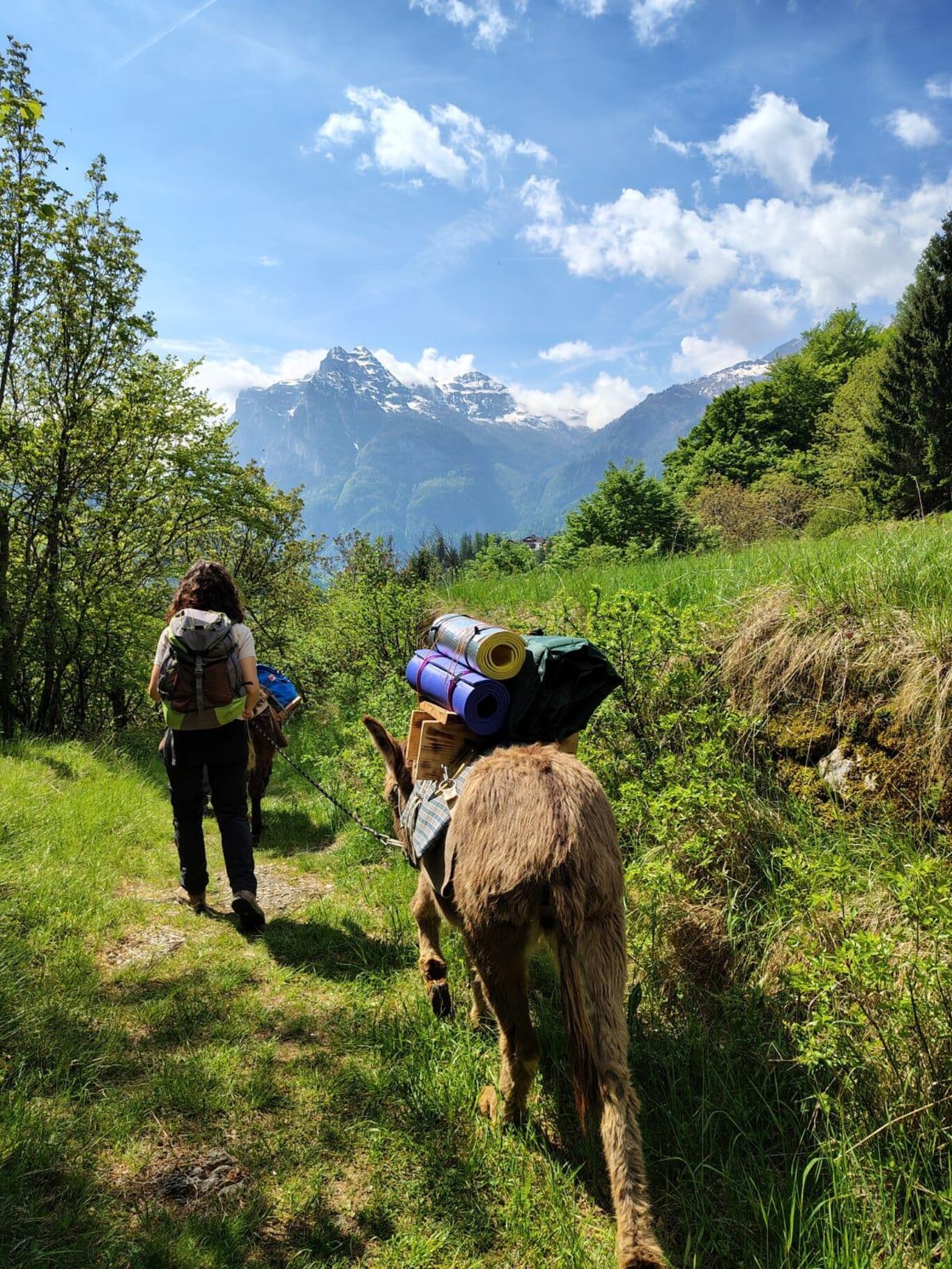 DOLOMITI BELLUNESI A PASSO DI ASINI - TREKKING CON GLI ASINI DI 2 GIORNI