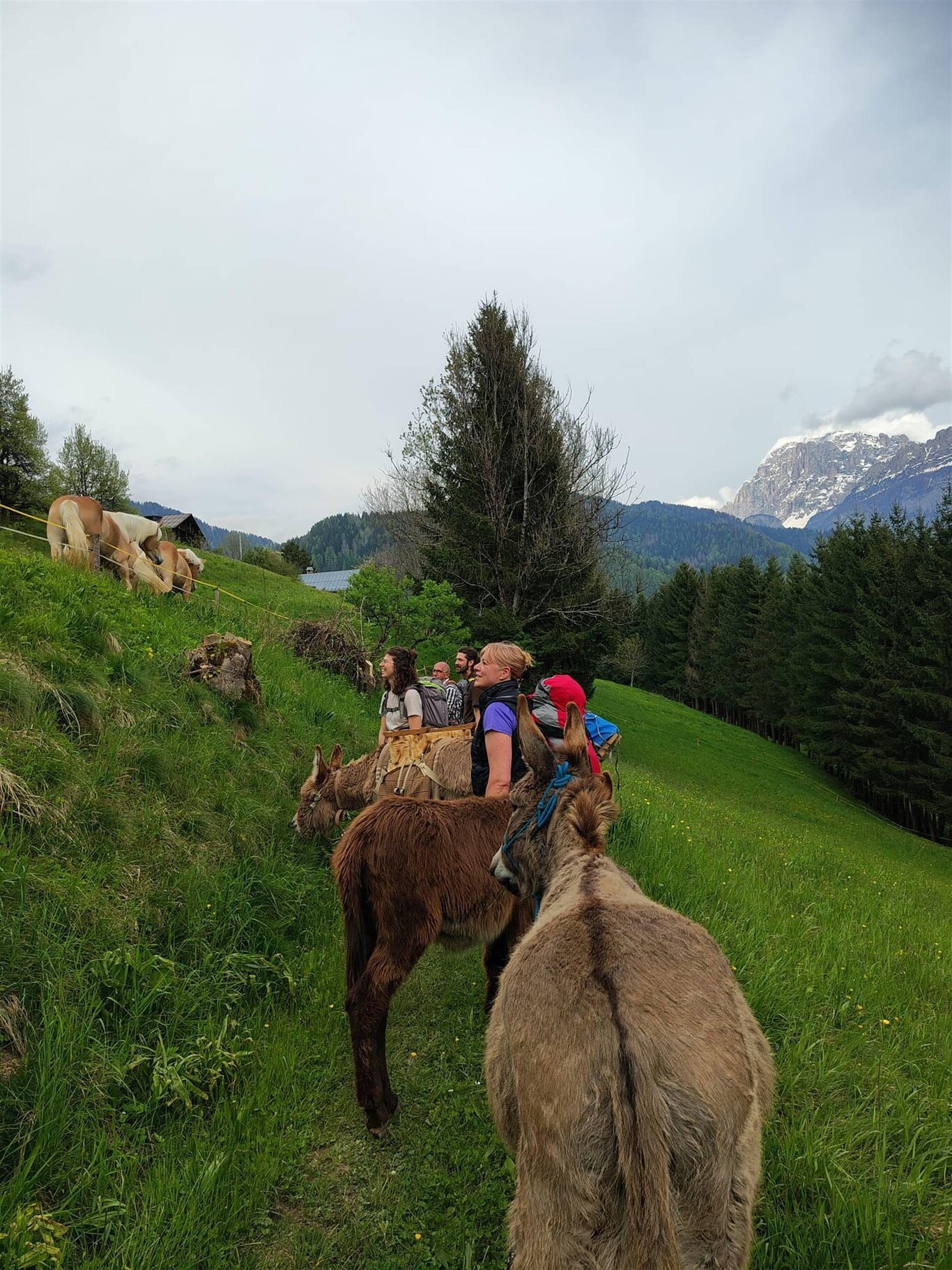 BELLUNO DOLOMITES AT DONKEYS' PACE - 6-HOUR TREKKING WITH DONKEYS