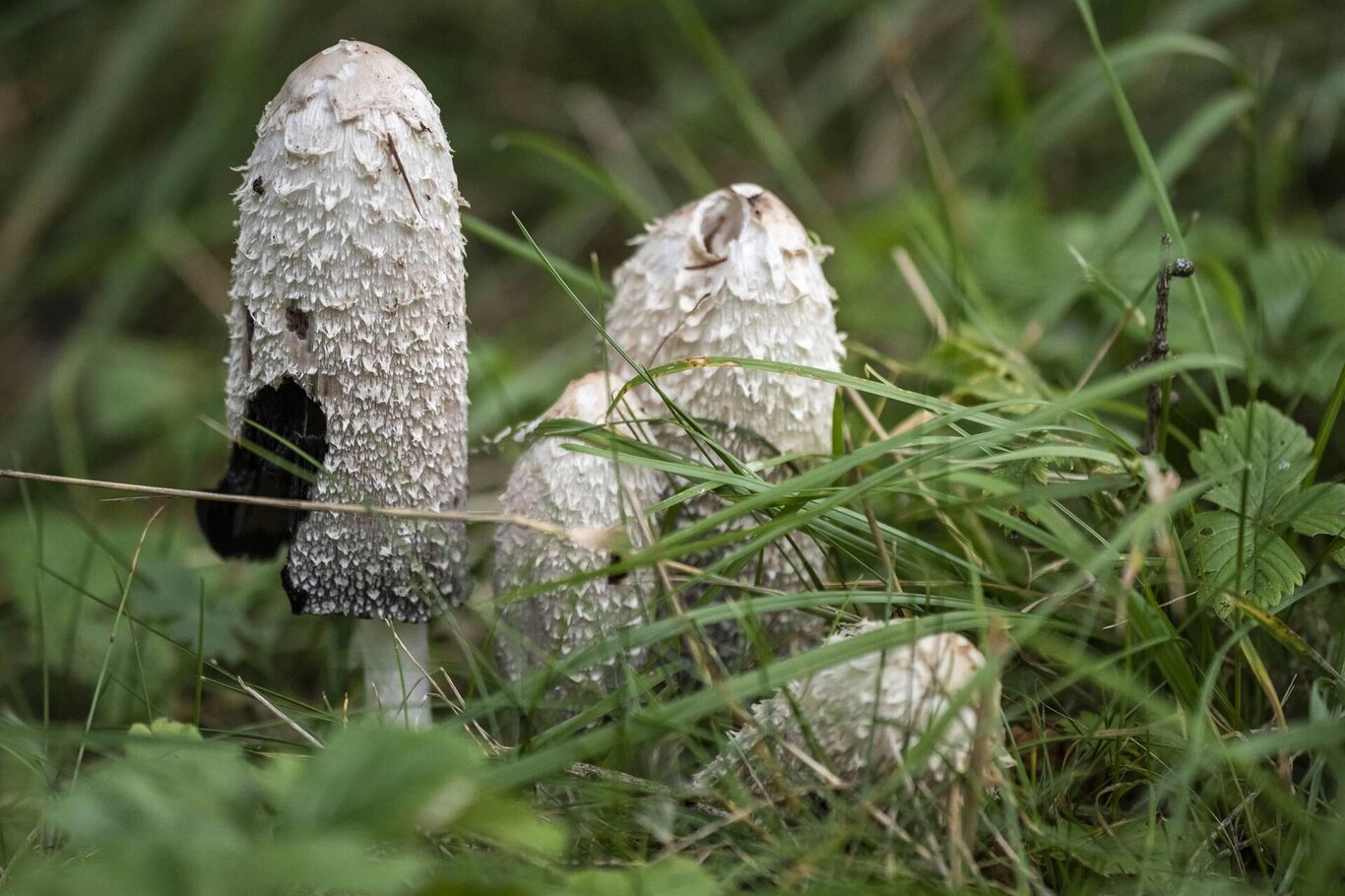 A funghi con mamma e papà