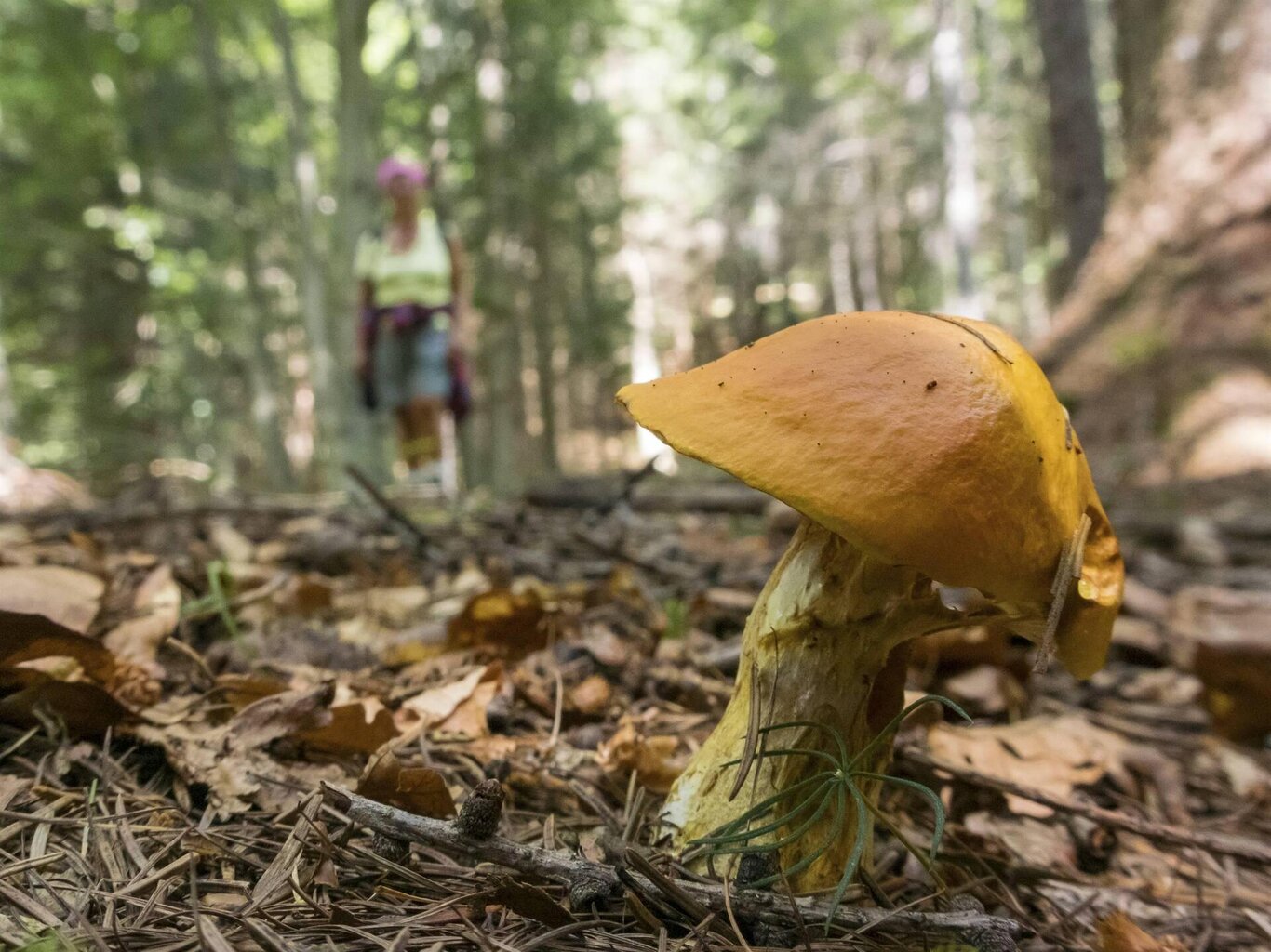 E...STATE IN ZOLDO - Andar per funghi... Uscita con micologo