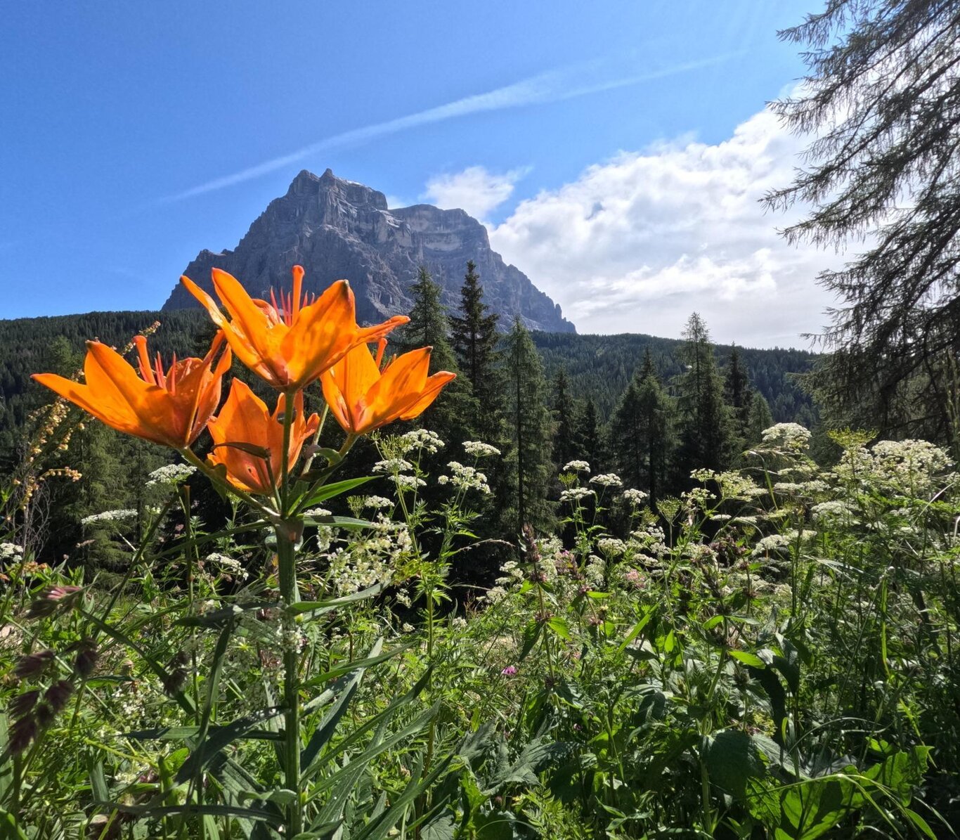 E...STATE IN ZOLDO - Fiori, erbe e sapori: escursione erboristica