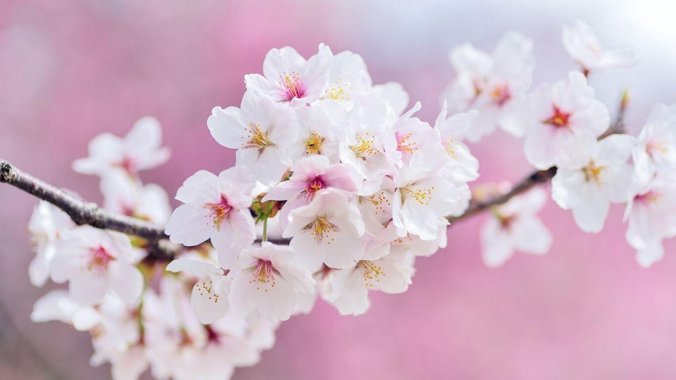 Fiorisce la primavera a Col Fiorito!