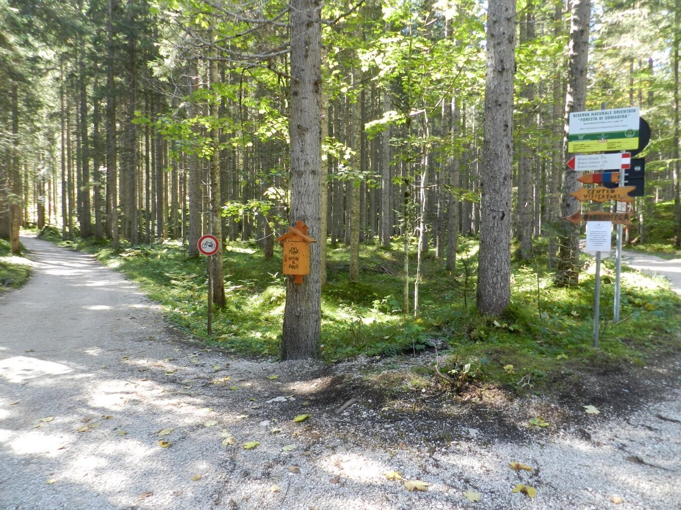 Foresta di Somadida