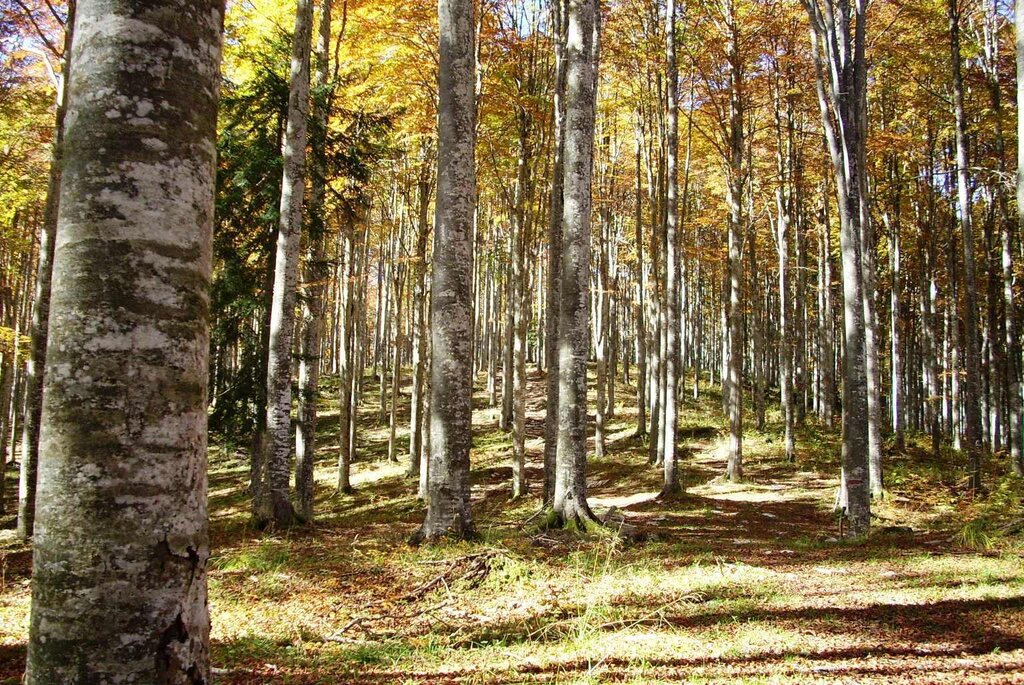 cansiglio01 cansiglio01