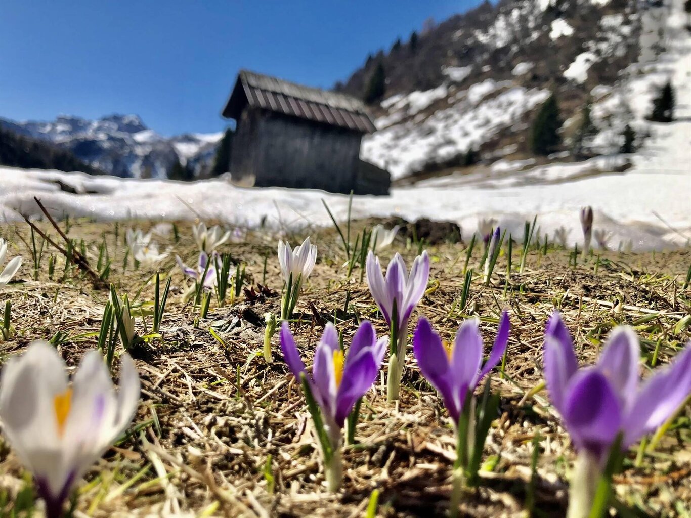 Frühlingserwachen in den Dolomiten