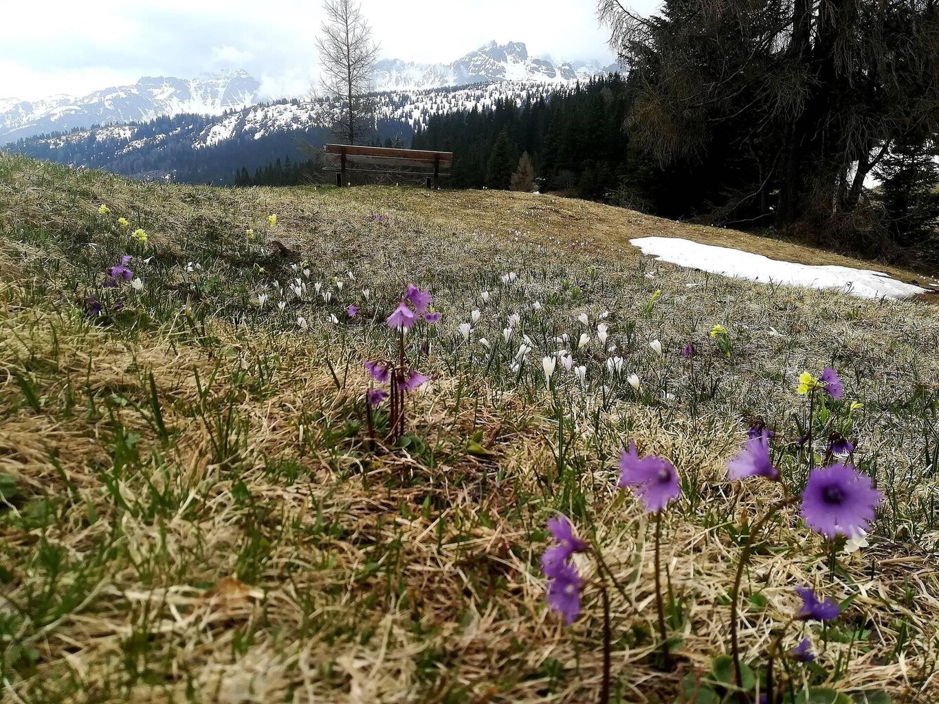 Frühlingserwachen in den Dolomiten