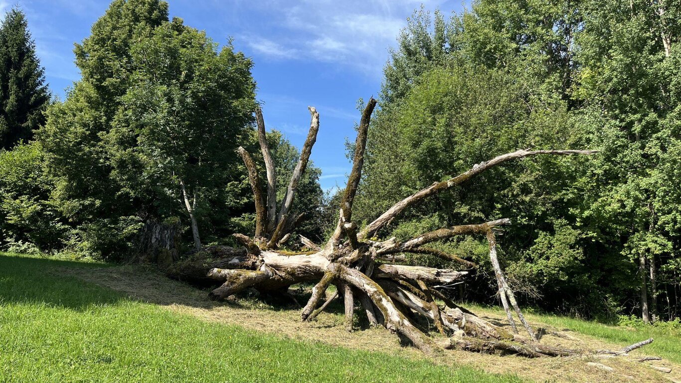 Il Tiglio di Dino Buzzati
