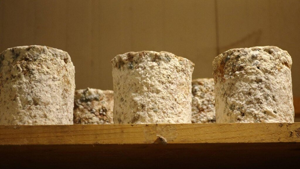 Formaggi artigianali Formaggi artigianali