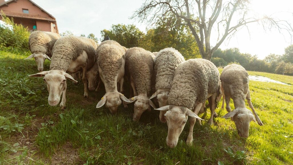 Caprette 2 Caprette 2