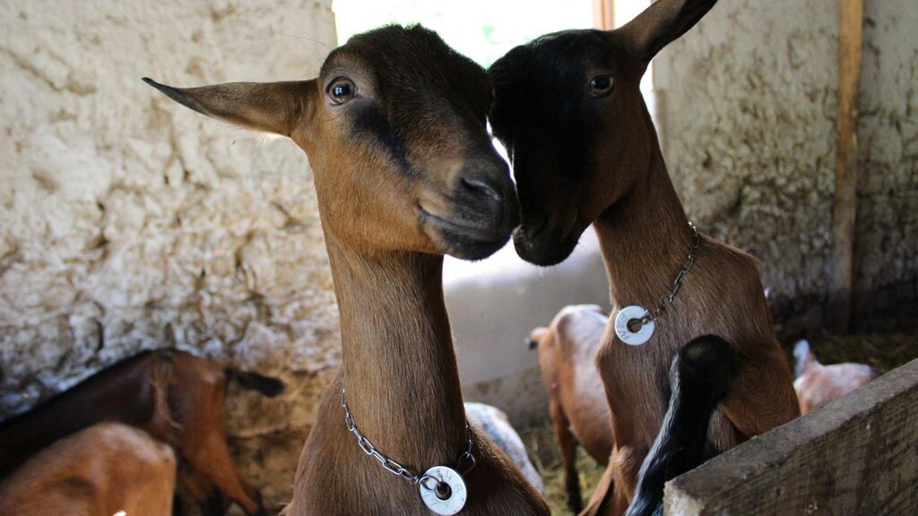 Caprette 3 Caprette 3