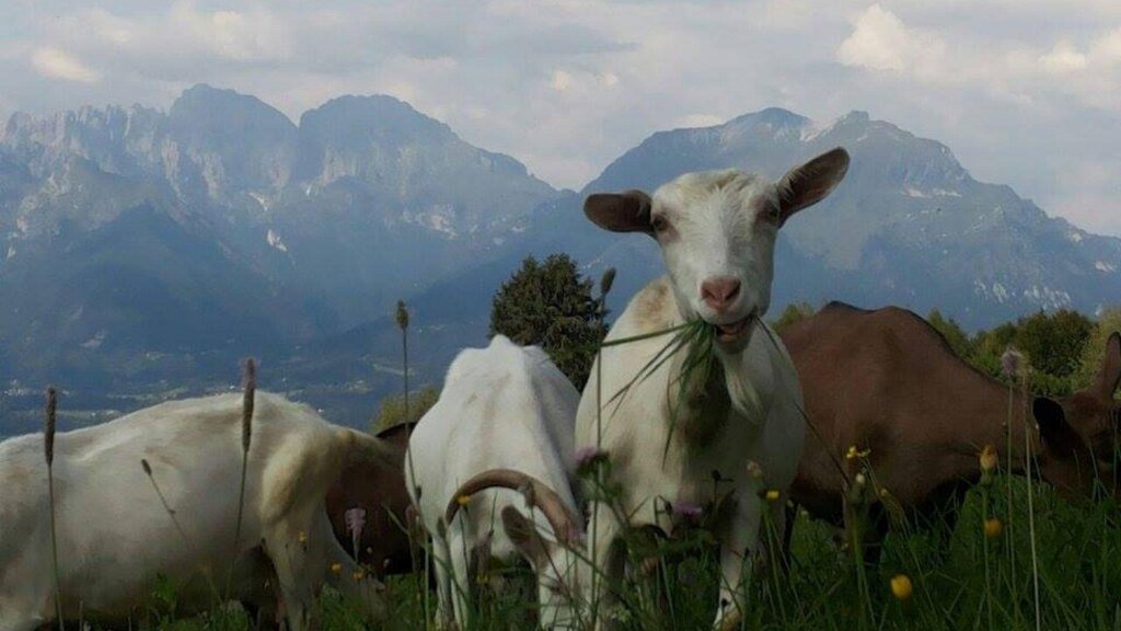 Caprette 4 Caprette 4