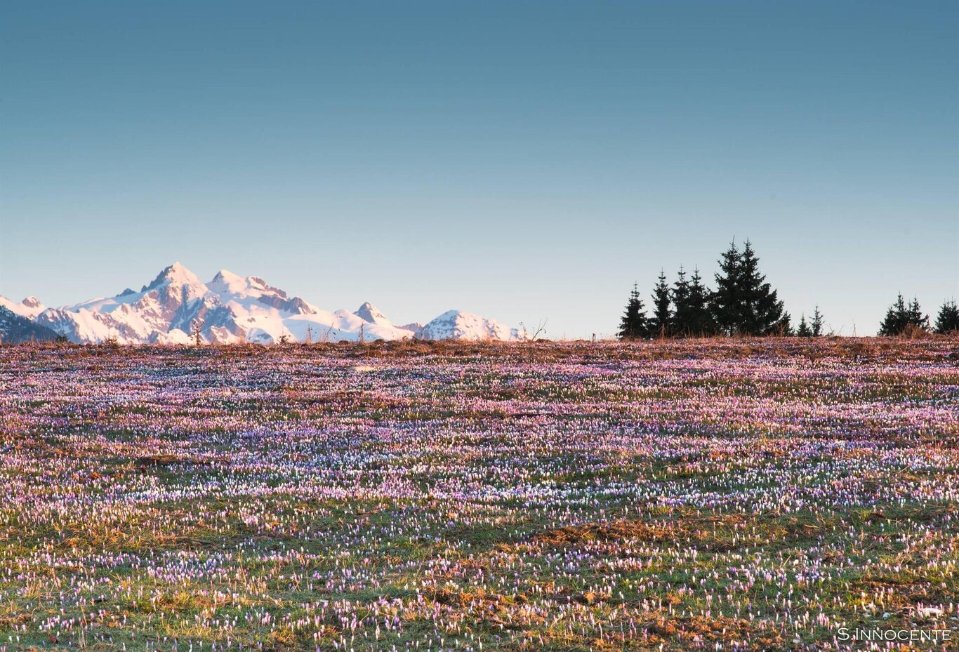 Fioritura di Crocus sul Monte Avena