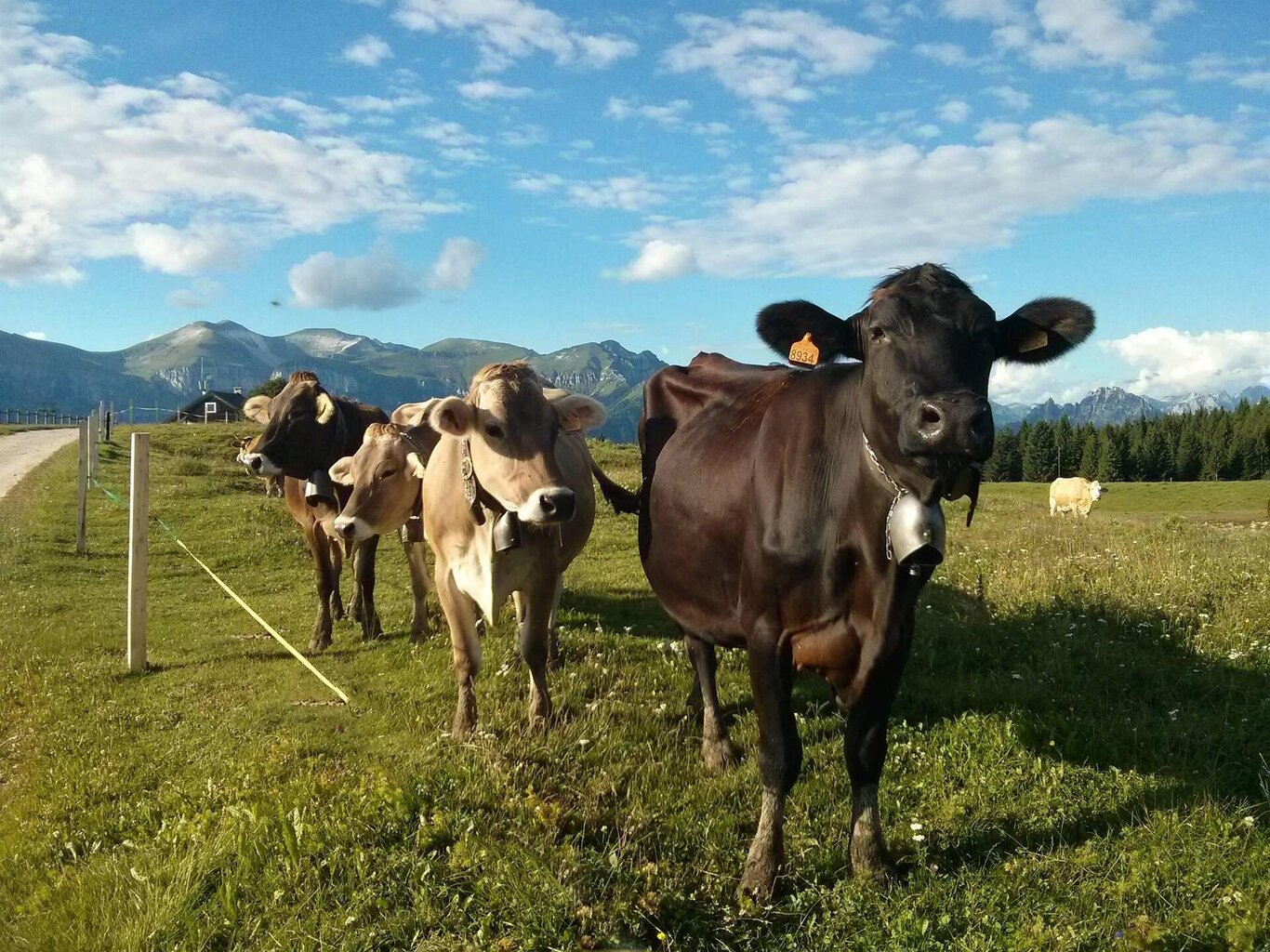 Vacche sul monte avena