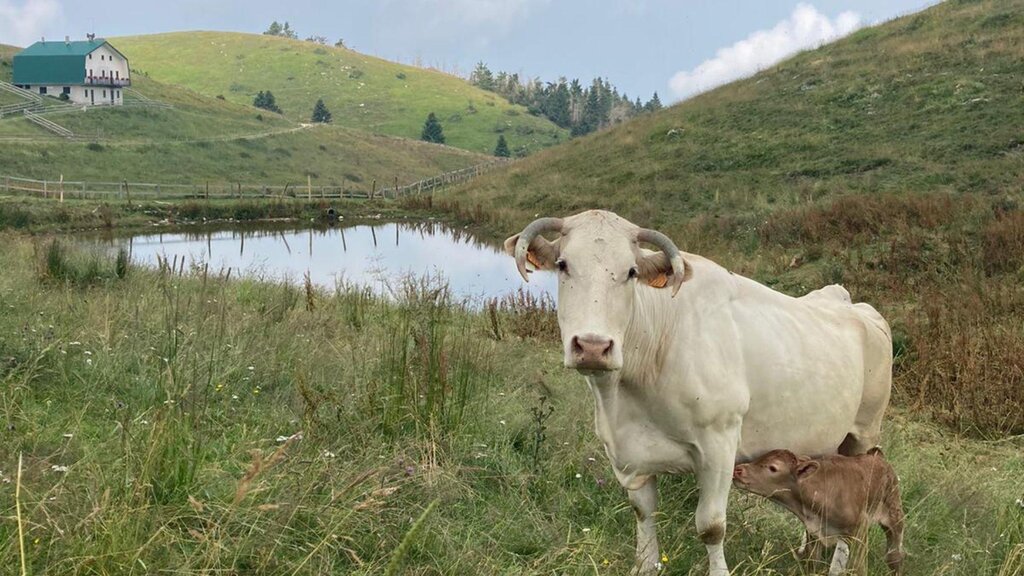 Malga Cor
