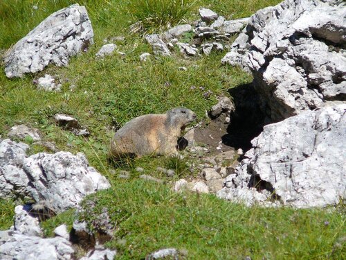 marmotta