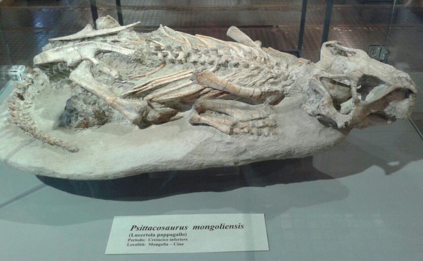 paleo1 paleo1