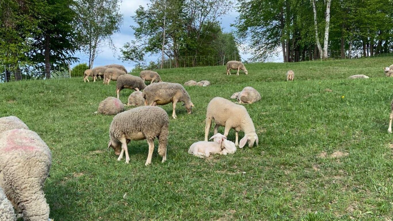 Pic Nic Bestiale