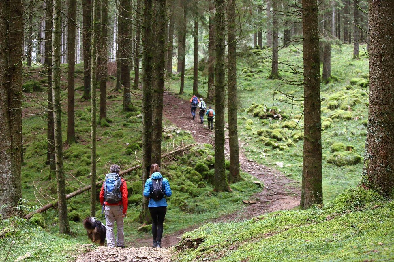 Anello del Cansiglio Anello del Cansiglio