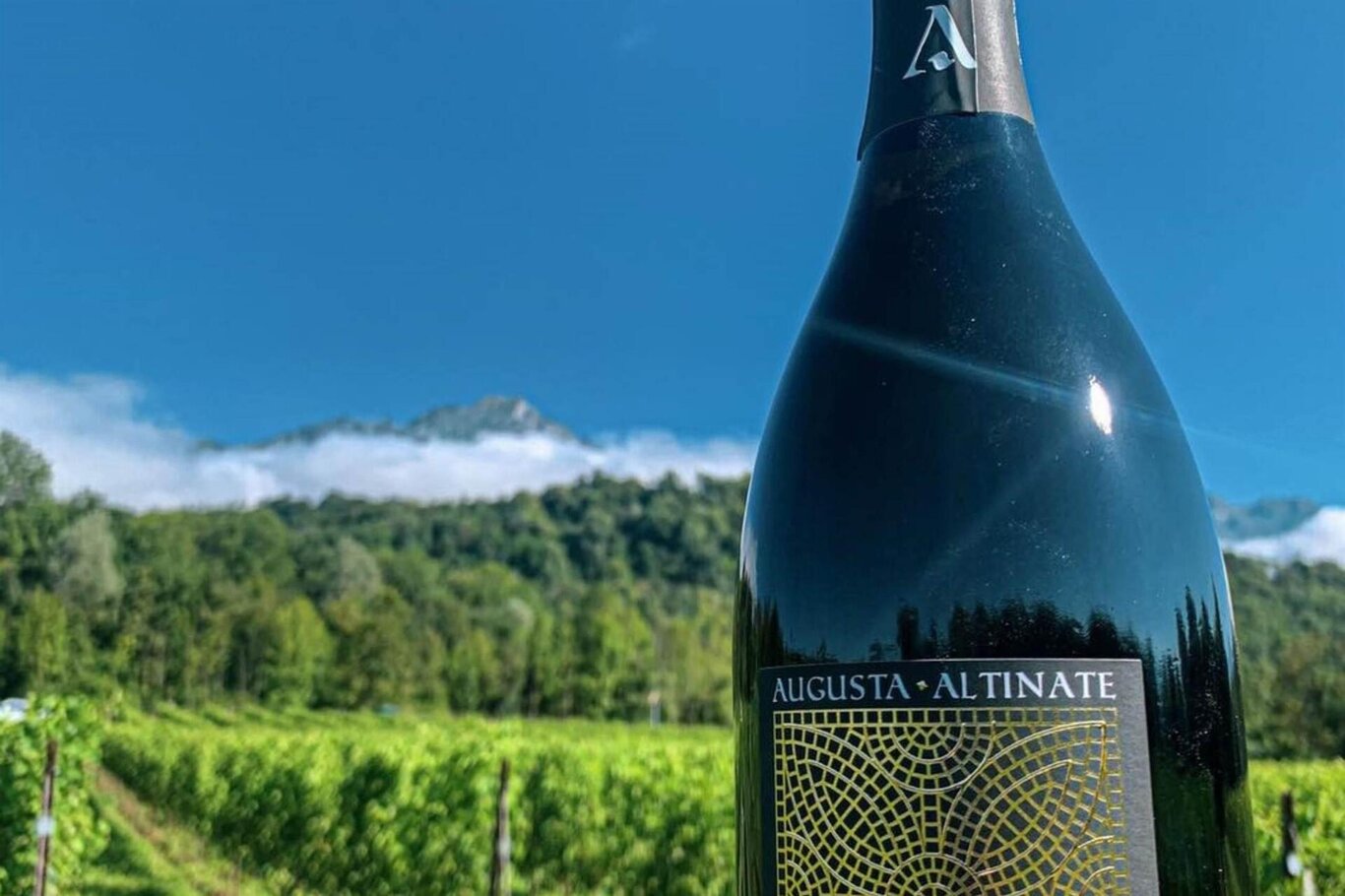 Vino dell'azienda Vino dell'azienda